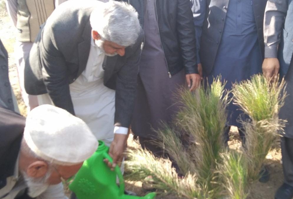 Inauguration of Spring Tree Plantation Campaign  at GTVC (B) Dargai Malakand on 18 February 2022